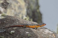 Pseudocordylus melanotus