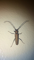 Xystrocera globosa