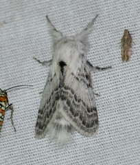 Apotolype brevicrista