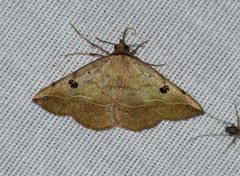 Hemeroplanis floccalis