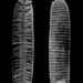 Bdellozonium - Photo O. F. Cook, sem restrições de direitos de autor conhecidas (domínio público)