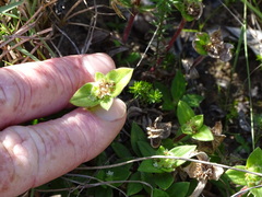 Richardia humistrata