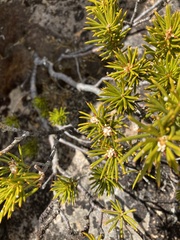 Orites acicularis