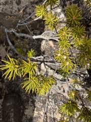 Orites acicularis