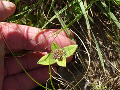 Richardia humistrata