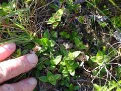 Richardia humistrata