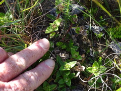 Richardia humistrata