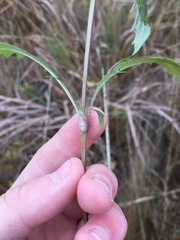 Neolasioptera lycopi