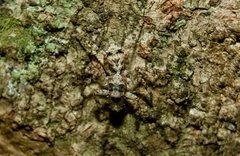 Phaeacius wanlessi