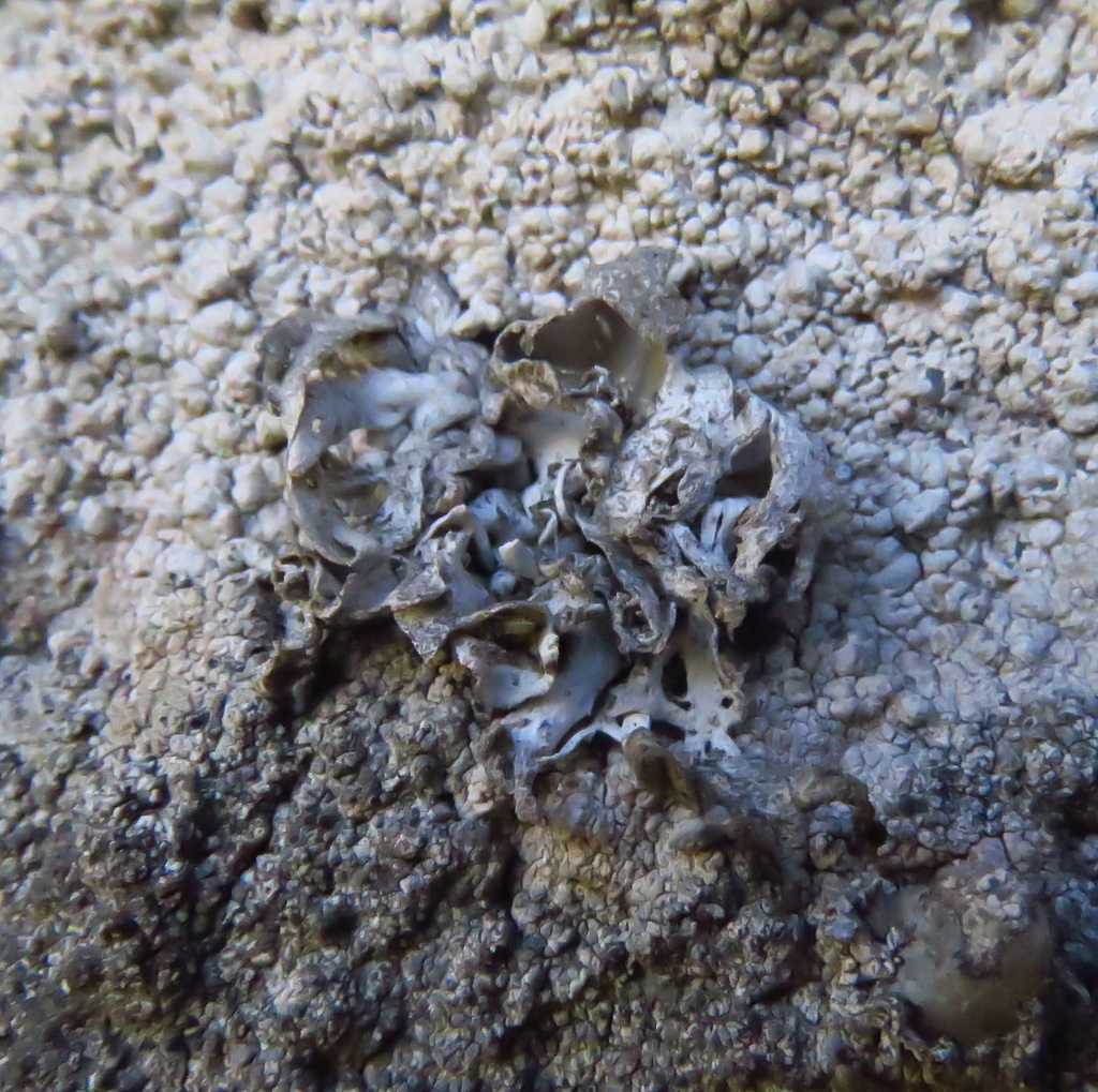 Trimmatostroma dendrographae