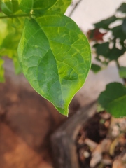 Bijoaraneus mitificus