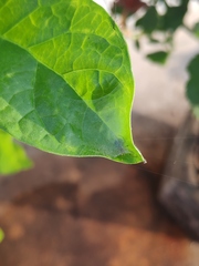 Bijoaraneus mitificus