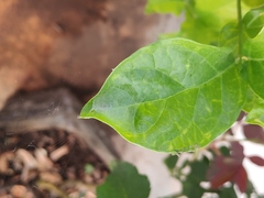 Bijoaraneus mitificus