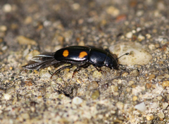 Glischrochilus hortensis