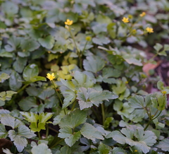 Ranunculus cantoniensis