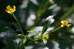 Ranunculus cantoniensis