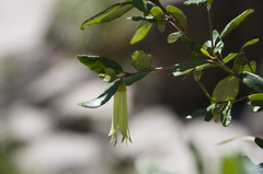 Correa glabra glabra