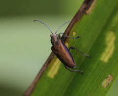 Donacia marginata