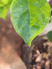 Bijoaraneus mitificus