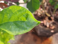 Bijoaraneus mitificus