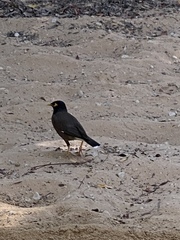 Acridotheres tristis
