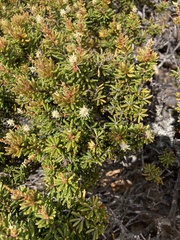 Orites revolutus