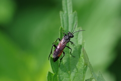 Macrophya annulata