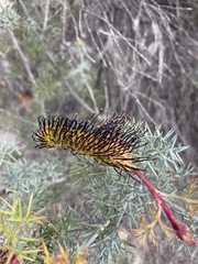 Grevillea armigera