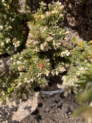 Acrothamnus montanus