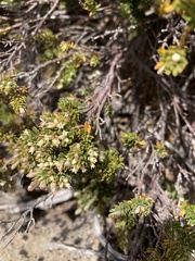 Acrothamnus montanus