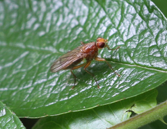 Norellisoma spinimanum
