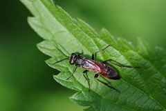 Macrophya annulata