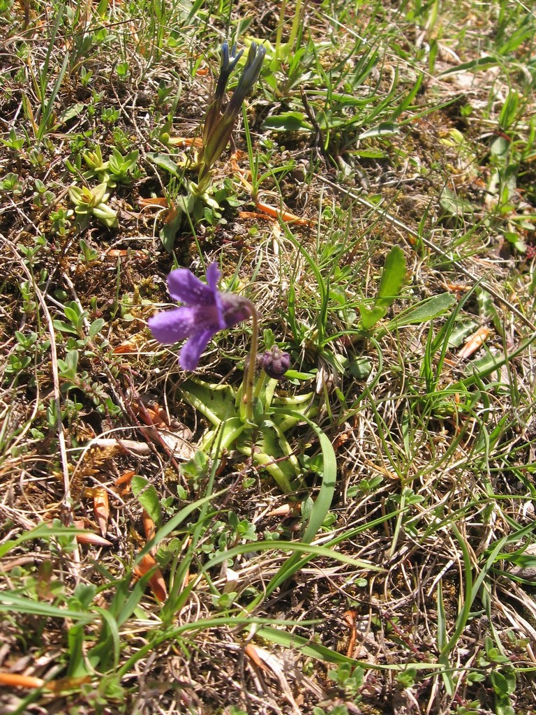 Pinguicula apuana, Province of Lucca, Italy