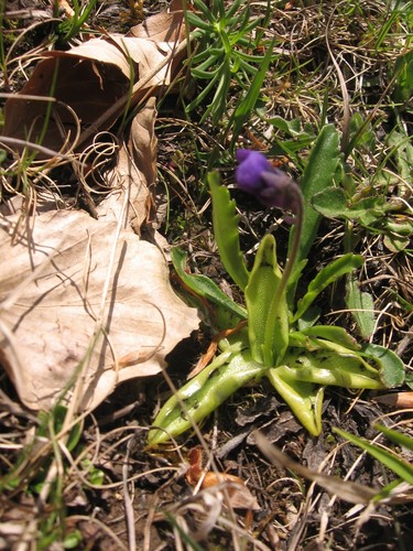 Pinguicula apuana