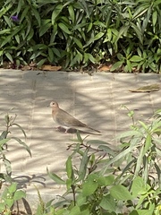 Streptopelia senegalensis
