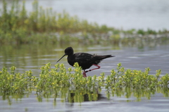 Himantopus novaezelandiae