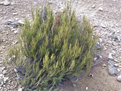 Dracophyllum acerosum