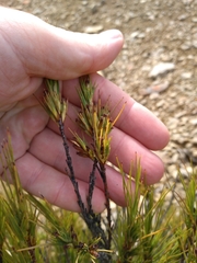 Dracophyllum acerosum