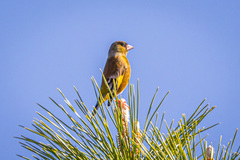 Chloris sinica minor