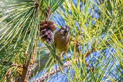 Chloris sinica minor