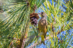 Chloris sinica minor