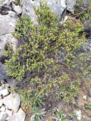 Pimelea traversii