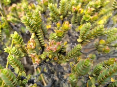 Pimelea traversii