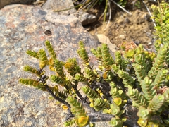 Pimelea traversii