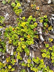 Azorella hydrocotyloides