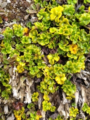 Azorella hydrocotyloides