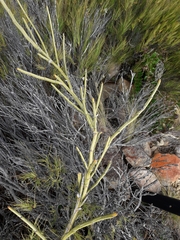 Carmichaelia crassicaulis