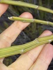 Carmichaelia crassicaulis