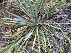 Aciphylla aurea