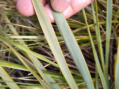 Aciphylla aurea